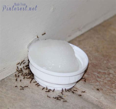 Boric Acid Ants Recipe Dandk Organizer