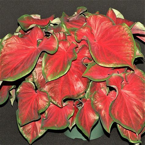 Brilliant Red Caladium Bulbs For Sale Online Red Ruffles Iplantbulbs