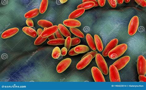 Plague Bacteria Yersinia Pestis Stock Illustration Illustration Of