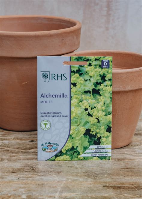 Alchemilla Mollis Seeds Burford Garden Co