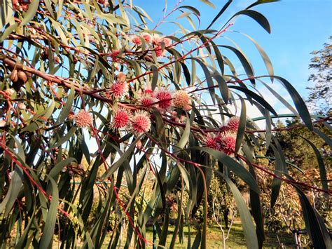 Hakea laurina – Muchea Tree Farm