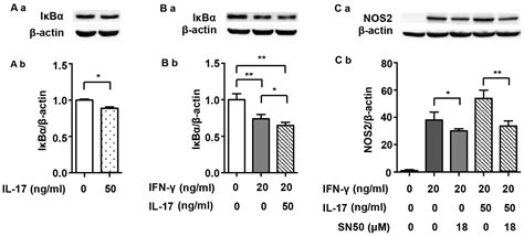 IL 17 intensifies IFN γ induced NOS2 upregulation in RAW 264 7 cells by