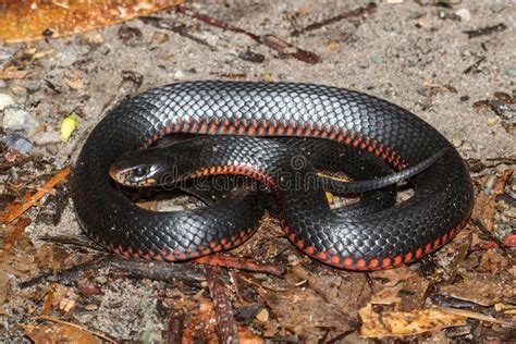 Red Bellied Black Snake Stock Photo Image Of Deadly 189380826