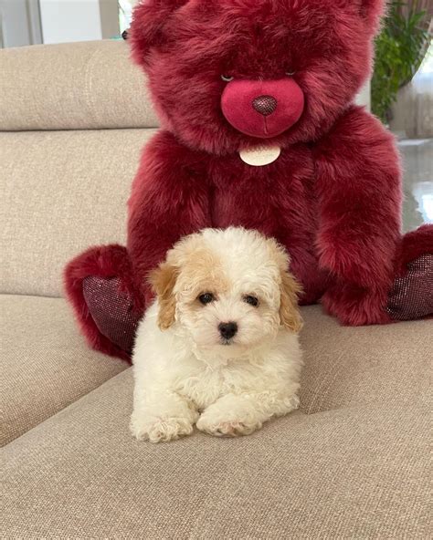 Red Teacup Maltipoo