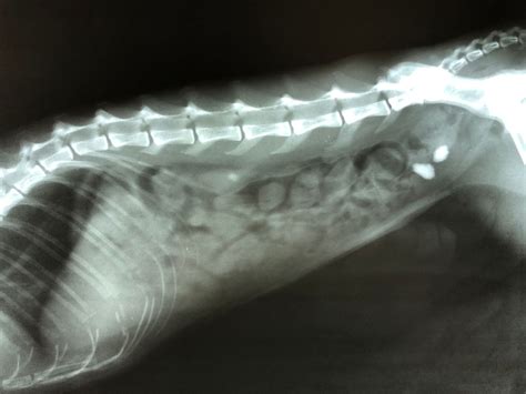 Cat Bladder Stones Treatment - Animal Infirmary Veterinary Clinic