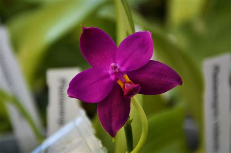 Phalaenopsis Violacea Indigo Red Giulio Celandroni Orchidee