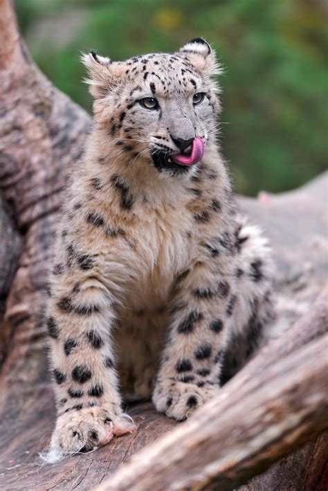 Young Snow Leopard Licking His Chops One Of The Cute Snow Flickr