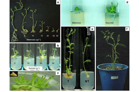 A The Effect Of 30 G L 1 Sucrose On The Shoot And Root Development In