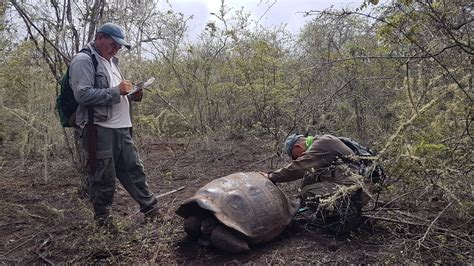 Encuentran en Galápagos a una tortuga hembra pariente del Solitario