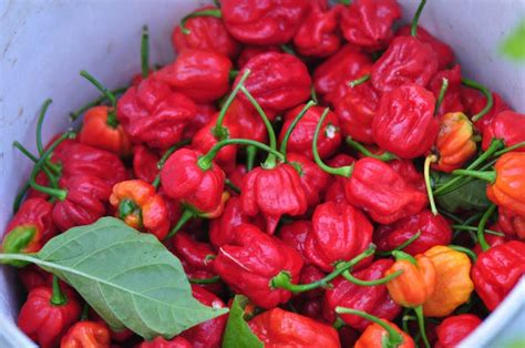Capsicum Trinidad Scorpion Chili Seed