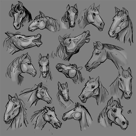 Horse Head Pictures