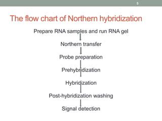 L Analysis Of Rna And Northern Hybridization Ppt