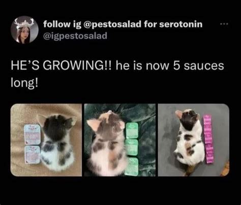 A Tweet With Pictures Of Cats And Mice On It That Says Hes Growing He