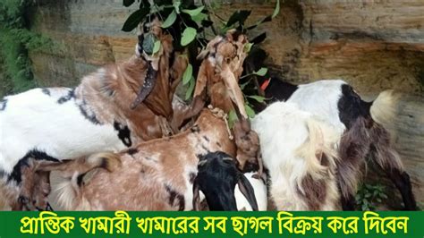 উন্নত জাতের ছাগল কিনুন প্রান্তিক খামারীর কাছথেকে লটে ছাগল কিনুন প্রান্তিক খামারীর কাছথেকে