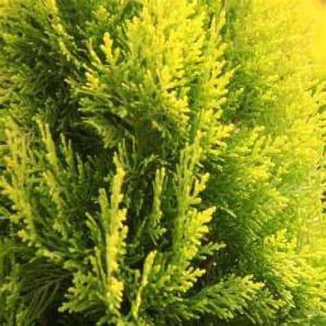 Cheap Platycladus Orientalis Pyramidalis Aurea Sold Direct From The