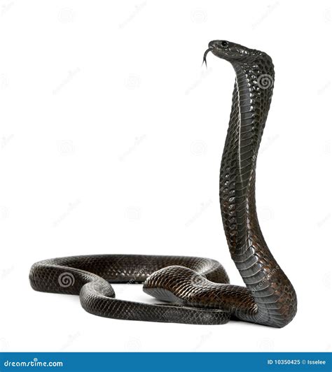 Egyptian Cobra Naja Haje Stock Image Image Of Indoors 10350425