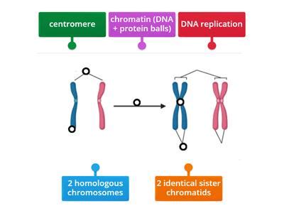 Dna and chromosome structure - Teaching resources