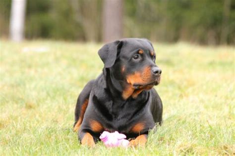 Le Rottweiler Tout Ce Que Vous Devez Savoir Sur Son Caract Re Son