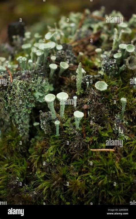 Cladonia Asahinae Hi Res Stock Photography And Images Alamy