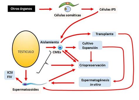 Resumen de las posibles aplicaciones de las células madre Download