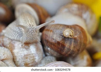 Gastropods More Commonly Known Snails Naked Stock Photo 1350499853 Shutterstock