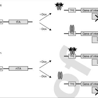 Regulation Of Gene Expression By The Tet System A In The Absence Of