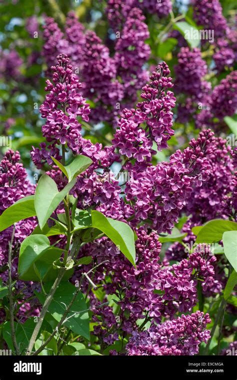 Descubra 48 Kuva Fleurs De Jardin Mauves Thptnganamst Edu Vn