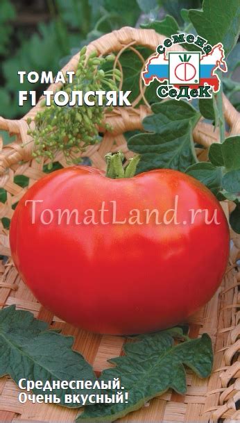 Томат Толстяк: отзывы, фото, урожайность | tomatland.ru
