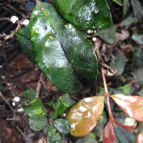 Sooty Mould - Amgrow Home Garden