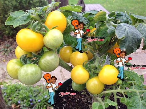 Monetka Micro Dwarf Tomato Renaissance Farms Heirloom Tomato Seeds