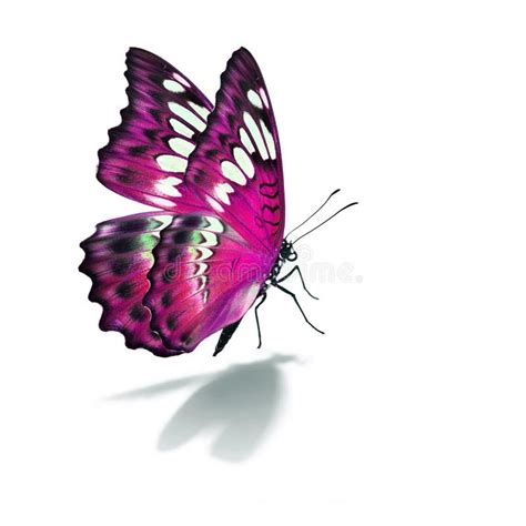 Beautiful Pink Butterfly Stock Photo Image Of Feeler 269803730