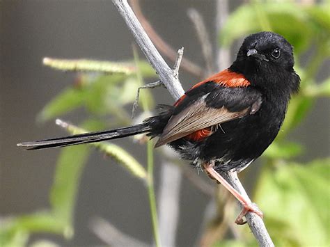 Red Backed Fairy Wren Malurus Melanocephalus