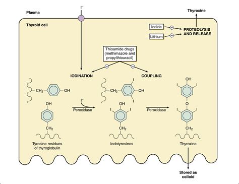 Thyroid Drugs Basicmedical Key