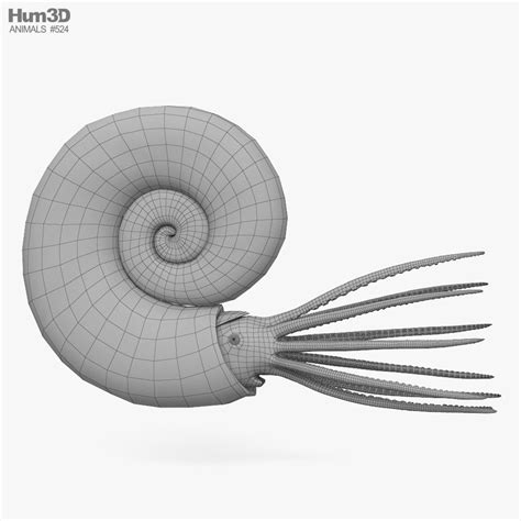 Ammonite 3D model - Animals on 3DModels