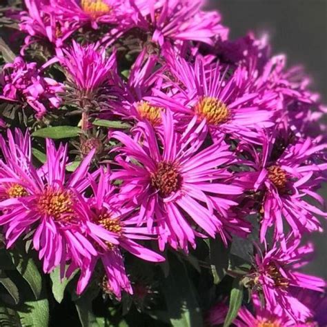 Aster Novae Angliae Vibrant Dome Mirigyes Szir Zsa Florapont