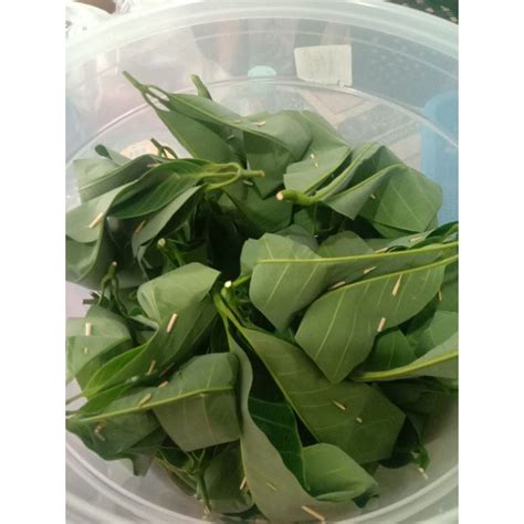 Tapai Pulut Daun Getah Daun Jambu Sedap Manis 100 Biji Shopee