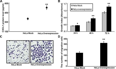 Cxcl Overexpression Contributes To Proliferation Migration And