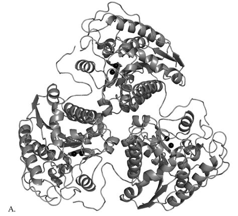 Arginase - Creative Enzymes