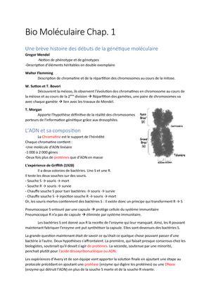 Cours 1 biologie moléculaire SV1 22 10 13h SPEV 102 Biologie