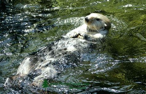 PhotosCanada Gallery Vancouver Aquarium Photos 2009 Vancouver