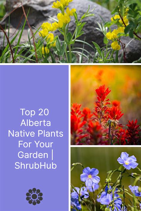 Top 20 Alberta Native Plants For Your Garden Artofit