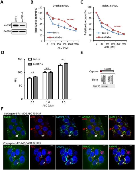 Reduction Of Anxa Does Not Affect Ps Aso Uptake A Western Analysis