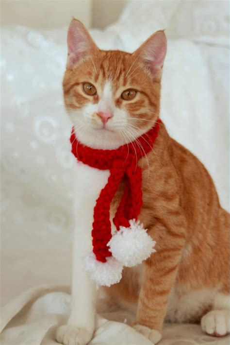 Cat Scarf Christmas Scarf For Cats Pom Pom Cat Scarf Etsy