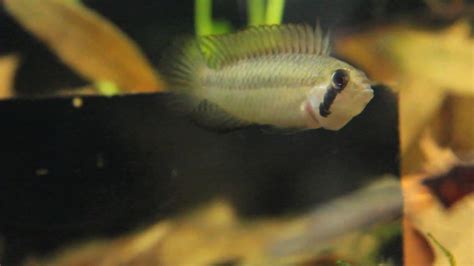 Apistogramma Megaptera F1 Female YouTube