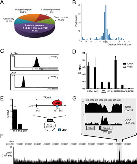 Lana Accumulates At Host Promoters In Islk Cells A Genomic