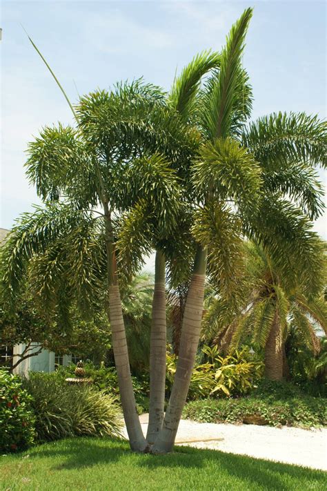 Foxtail Palm Triple Wodyetia Bifurcata Michael A Gilkey Inc