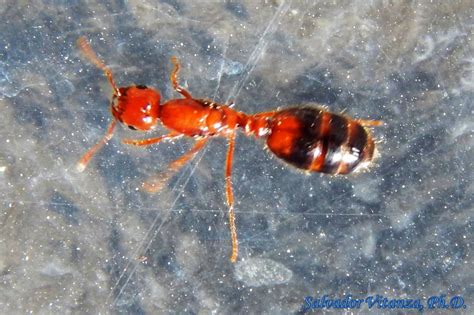 Hymenoptera Formicidae Solenopsis Xyloni Southern Fire Ant Female B Urban Programs El Paso