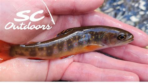 Climbing into a TINY Brook Trout Stream - YouTube