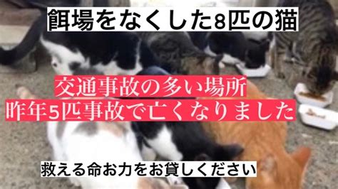 8匹の餌場がなくなった外猫、そして未来の命を守るための保護部屋設置（千原沙弥 20230619 公開） クラウドファンディング