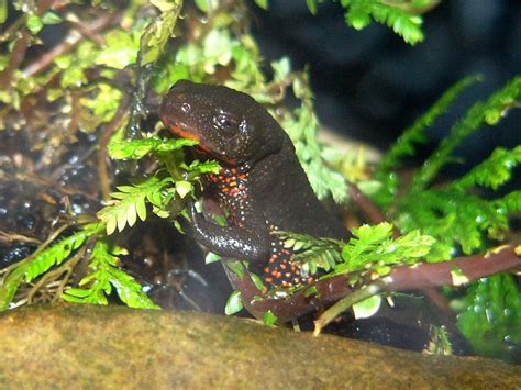 The Online Zoo - Japanese Fire-bellied Newt